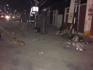 stray dogs
