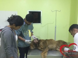 11219121_988743257854251_7771488876300209915_n