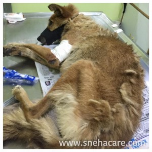 love and care street dogs