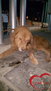 12088316_988743404520903_6782812238248191447_n