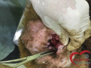 12088372_988743271187583_2220821196883846686_n