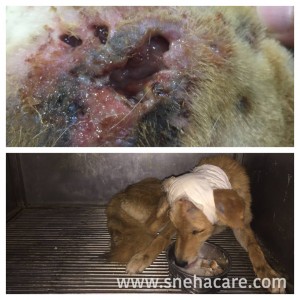 love and care street dogs