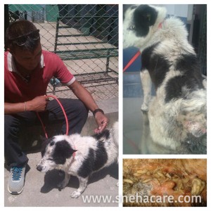 Love & Care Street Dogs