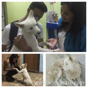 Love & Care Street Dogs