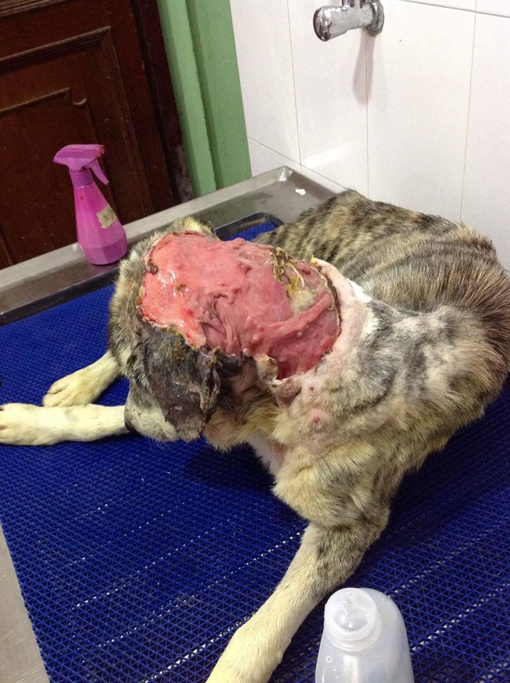 14289838_726808087468198_6396258088431575031_o