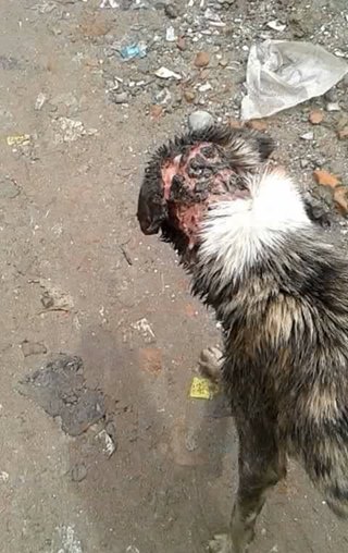 14330115_726807977468209_1217166291421786159_n