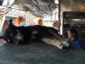 street Dogs Nepal